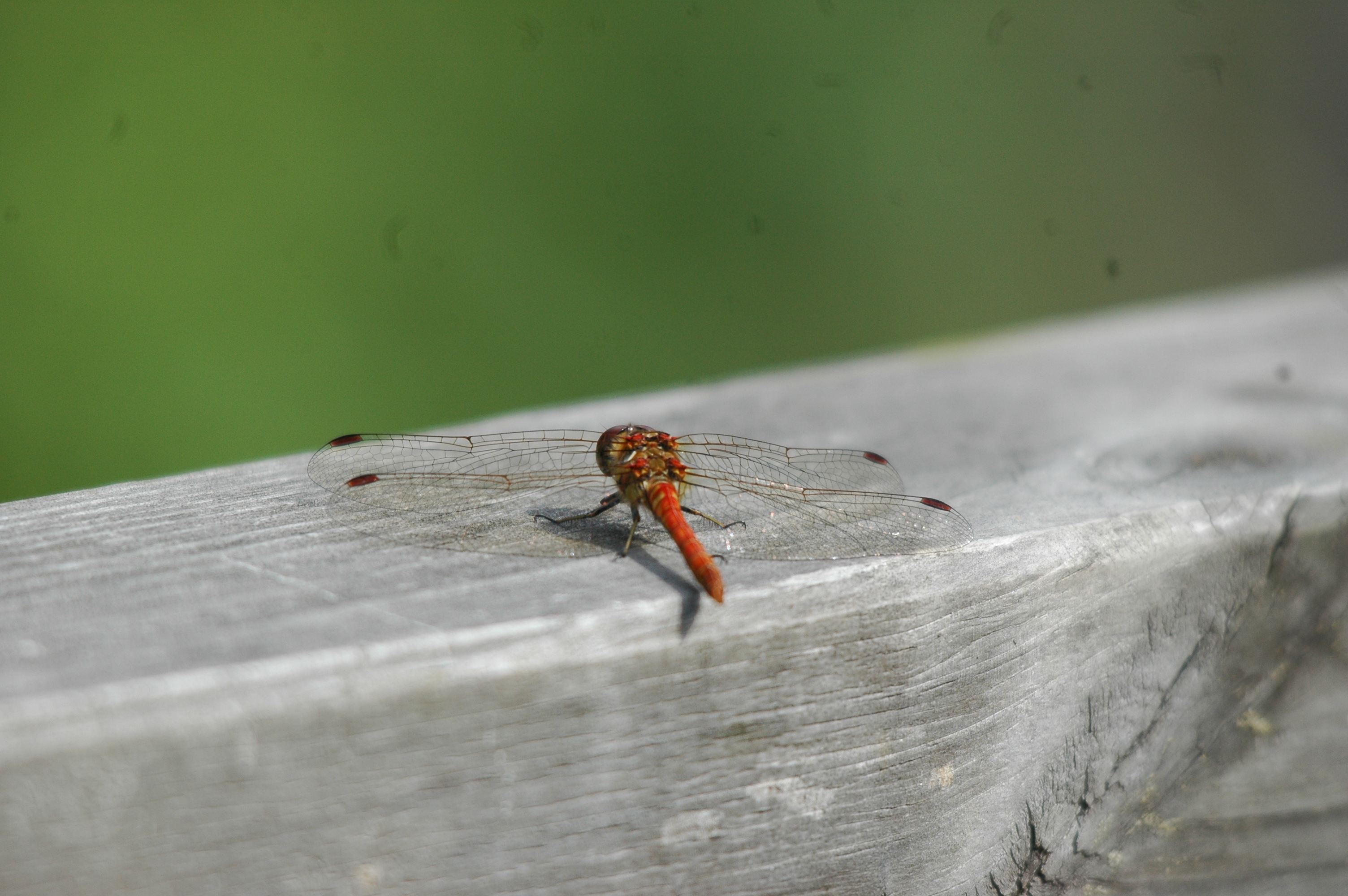 photos/wildlife/Invertebrate_Species/Dragonflies/Common Darter/dsc_2375.jpg